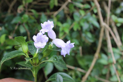 Strobilanthes foliosa